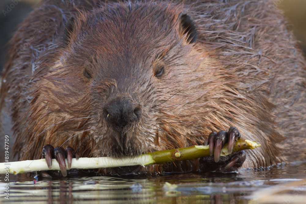 beaver beaver