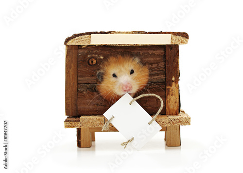 Hamster in the house. The label for the announcement.