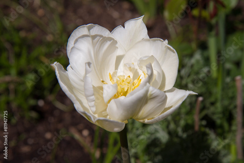 White tulip