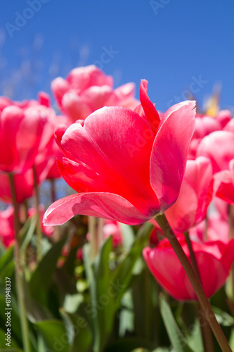 Tulips