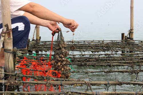 Collecting oysters at farm in Thailand.