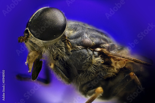 Detail of fly