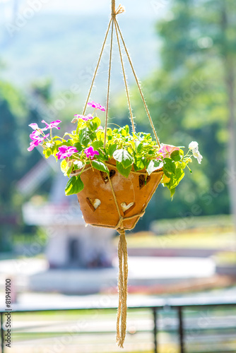 Fototapeta Naklejka Na Ścianę i Meble -  Hanging basket of flowers