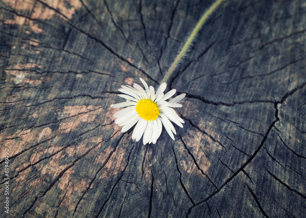 Obraz premium A daisy freshly ripped from the garden on a vintage wood trunk b