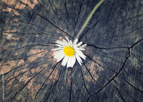 A daisy freshly ripped from the garden on a vintage wood trunk b