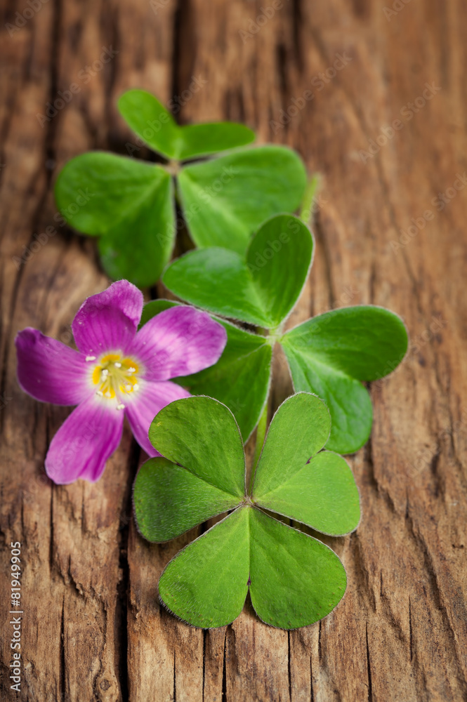 Three lucky irish clovers with its flower on a vintage wood back Three lucky irish clovers with its flower on a vintage wood back