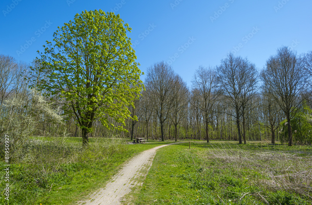 Chestnut along a footpath in spring under a blue sky Chestnut along a footpath in spring under a blue sky
