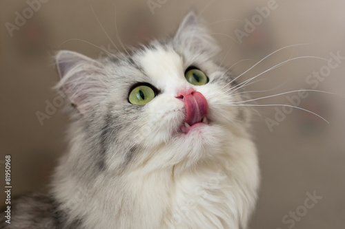 Hungry cat licks lips. Shallow DOF