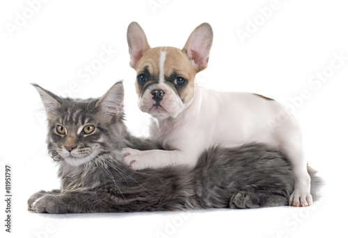 puppy french bulldog and cat
