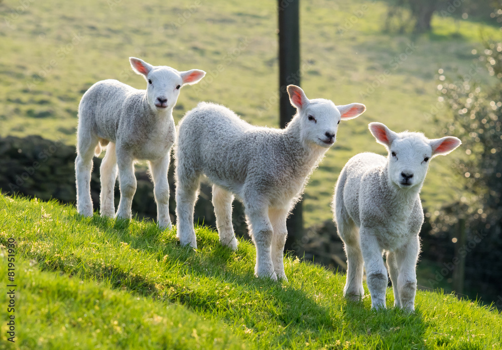 Naklejka premium Spring lambs