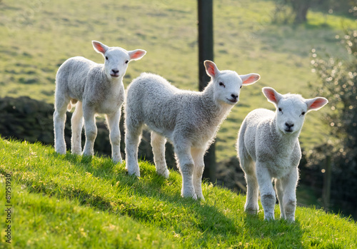 Fototapeta Spring lambs
