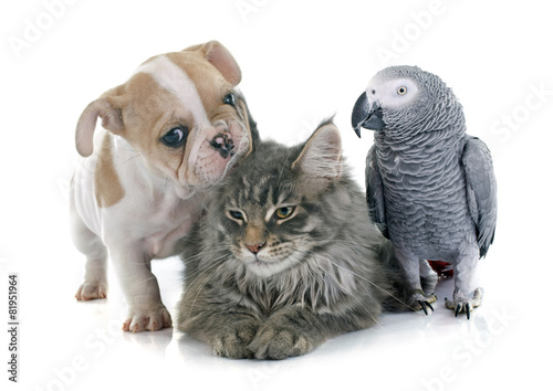 Foto parrot, puppy and cat