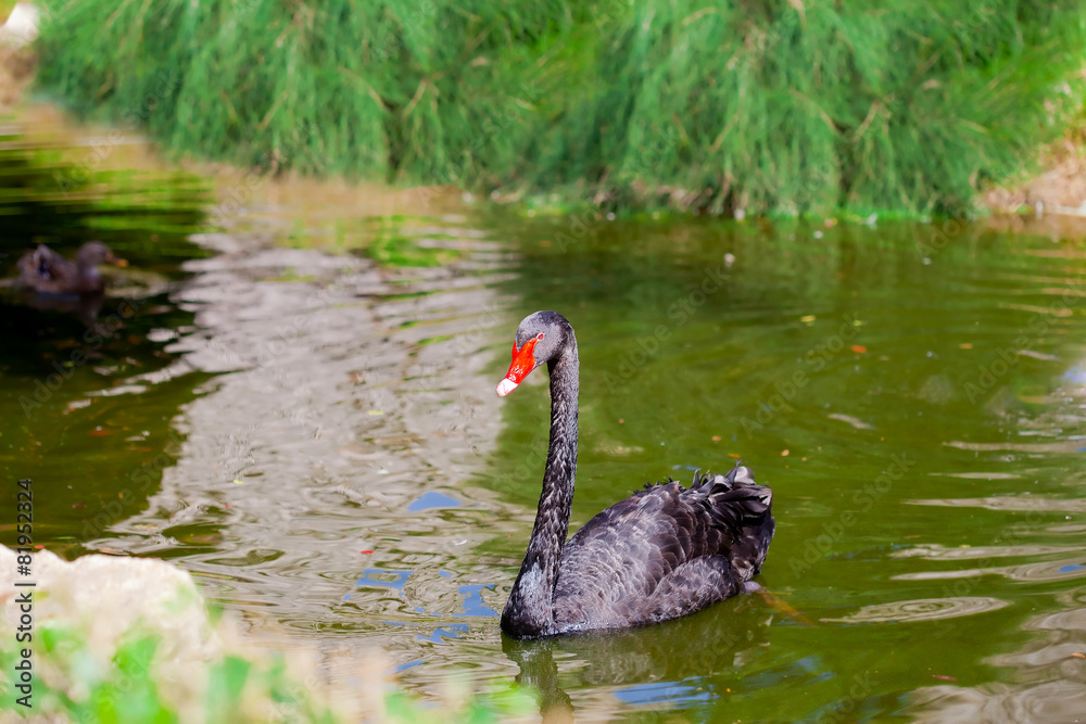 Fototapeta premium Black swan on the pond