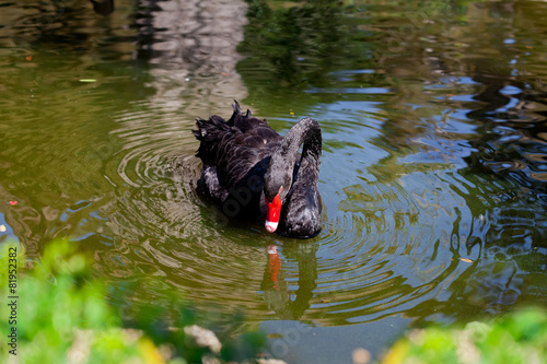 Black swan bending its neck