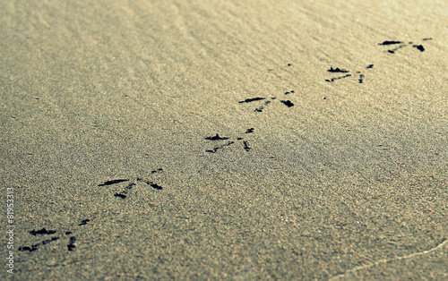 Birds footprints.
