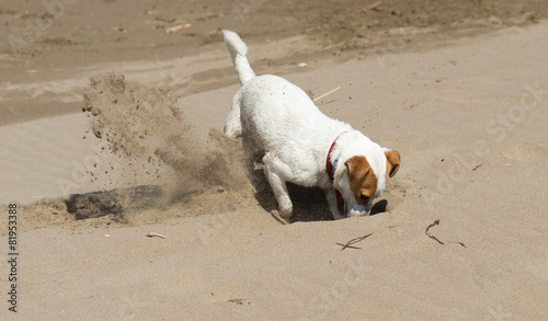 Chien, Jack Russel sur la plage