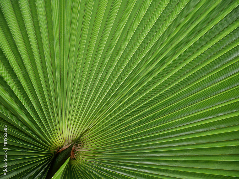 Fototapeta premium Fächerpalme - fan palm leaf