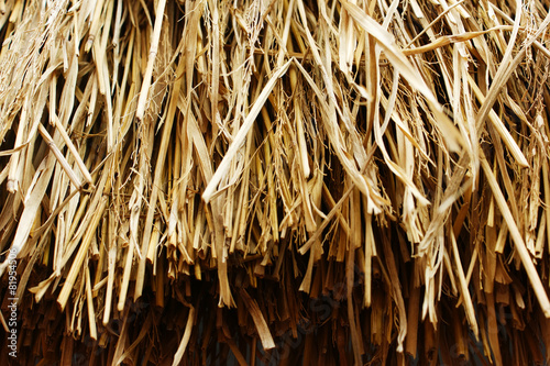 thatch India