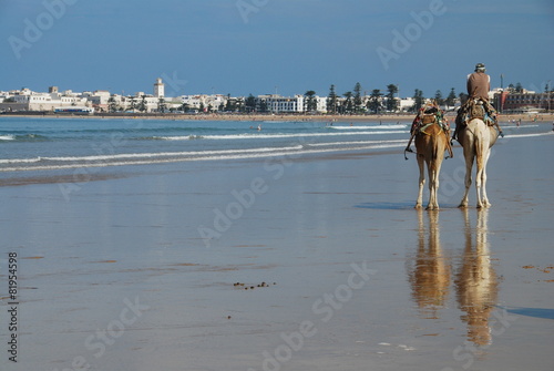 Dromadaires sur la plage d'Essaouira photo