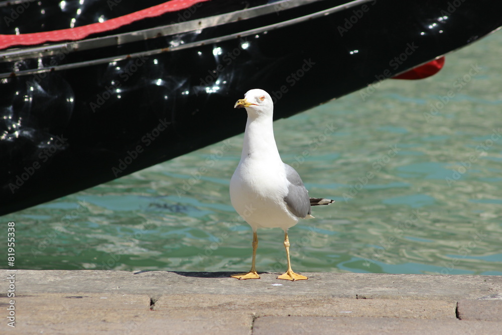 Obraz premium Mouette à Venise