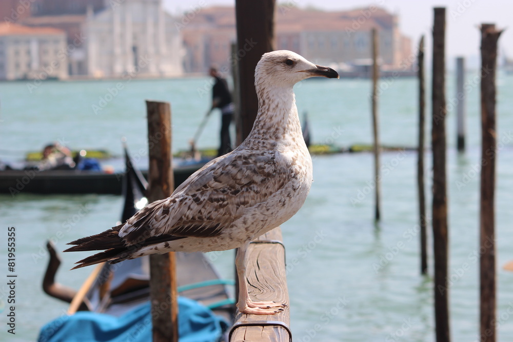 Obraz premium La mouette et le gondolier