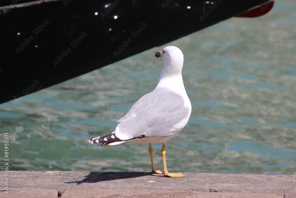 Obraz premium Mouette qui regarde les bateaux à Venise