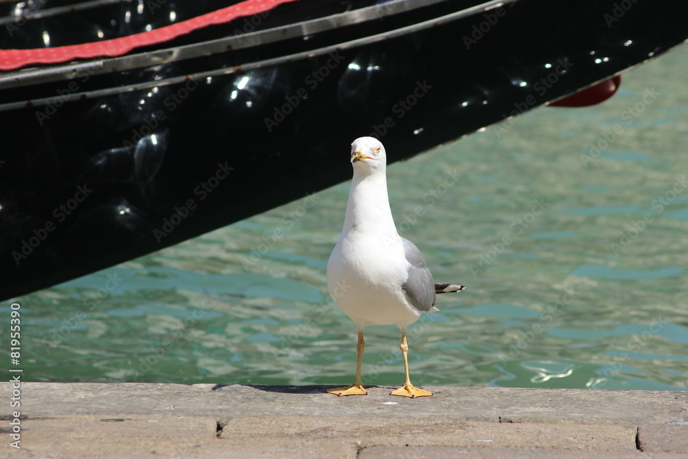 Obraz premium Mouette véntienne