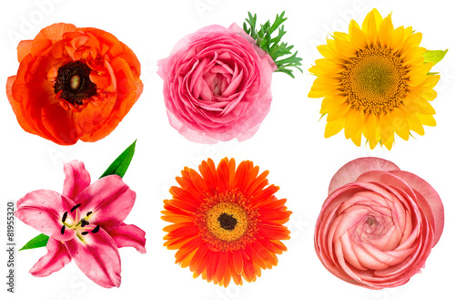 Fototapeta Naklejka Na Ścianę i Meble -  Single flower heads. Lily, ranunculus, sunflower, gerber, anemon