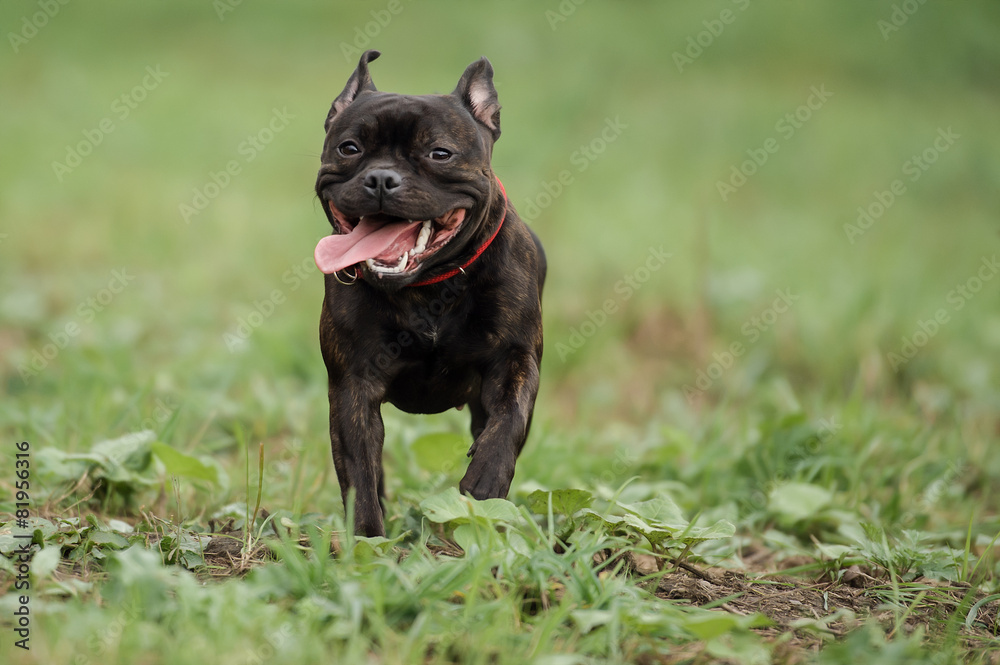 English staffordshire bull terrier running