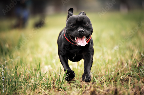 Photo English staffordshire bull terrier running