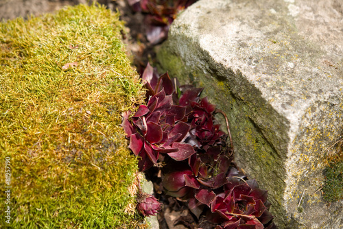 Hauswurz - Sempervivum