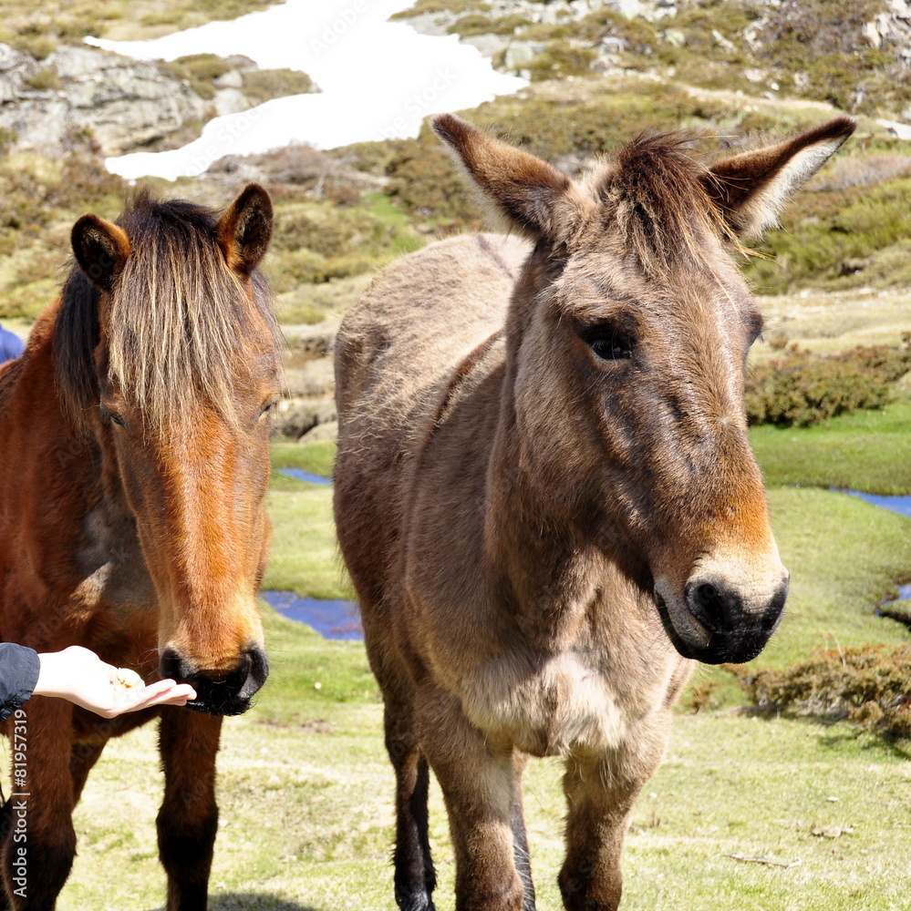 Chevaux,  plateau de Coscione, Corse