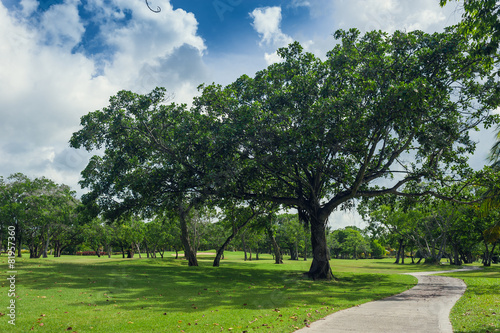 Golf course in Dominican republic. field of grass and coconut