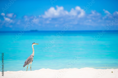 Grey heron standing on white beach on Maldives island © travnikovstudio