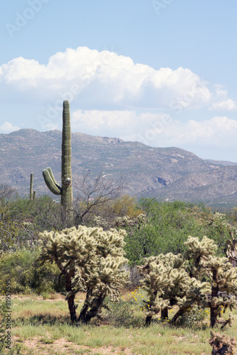 Sonoran Desert landscape with Carnegiea gigantea and teddy bear