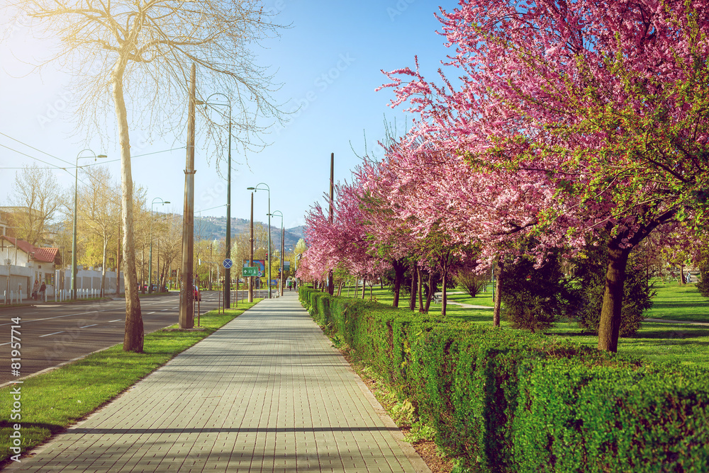 Park in Sarajevo with spring bloom