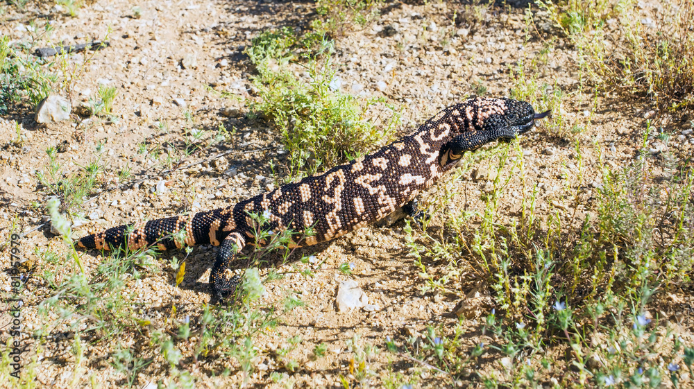 Fototapeta premium The Gila monster (Heloderma suspectum) - venomous lizard is lif