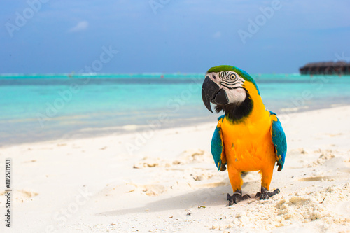 Wallpaper Mural Cute bright colorful parrot on the white sand in the Maldives