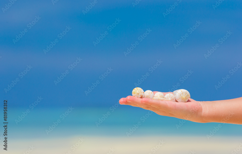Close up of little girl hand holding beautiful sea shells Close up of little girl hand holding beautiful sea shells