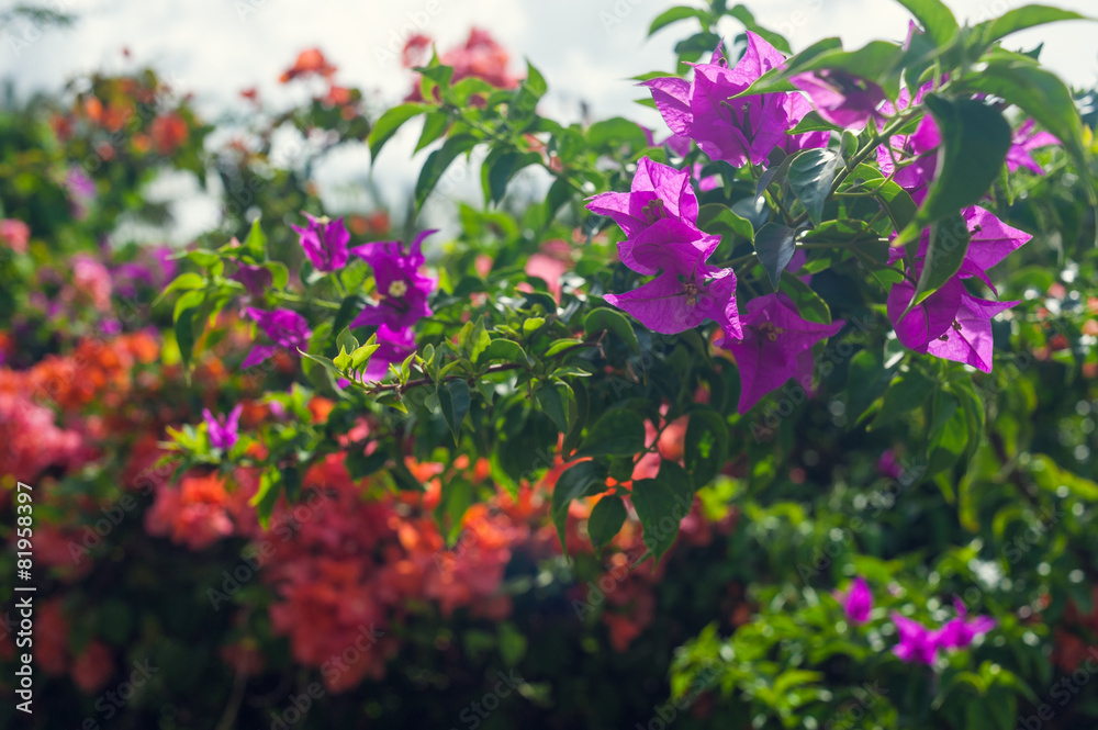 flowering bush in a park. tropical garden