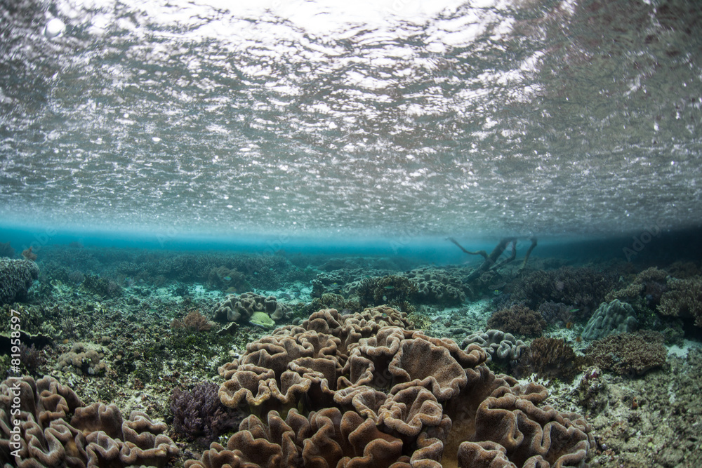 Obraz premium Rain on Surface Over Coral Reef