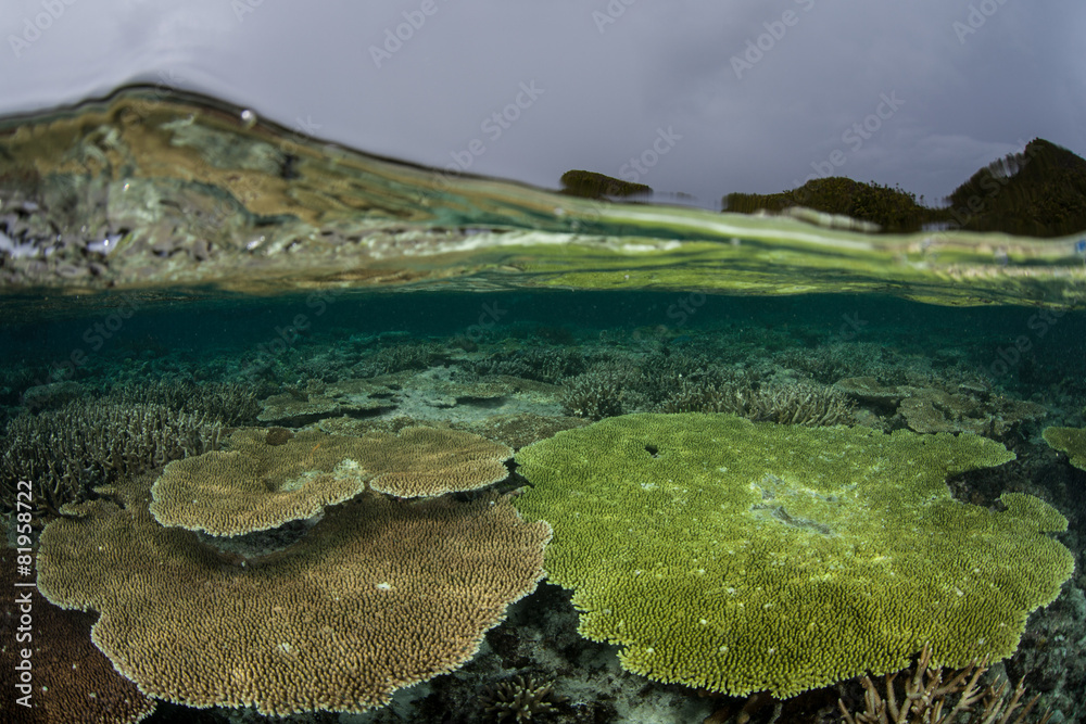 Table Corals Under Sea Surface