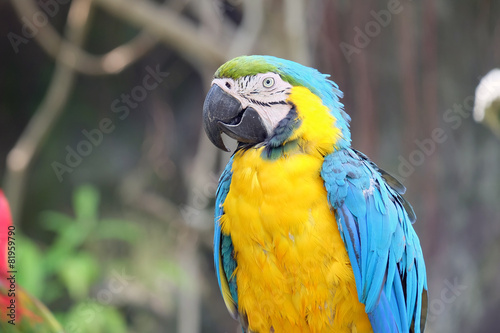  macaw parrot