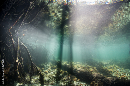 Shadows and Light in Mangrove