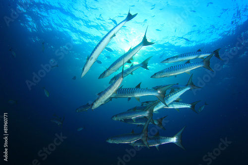 Barracuda Fish