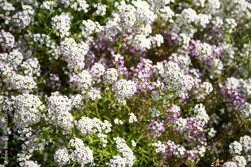 Little flowers in the garden