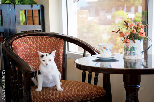 Cat Cafe