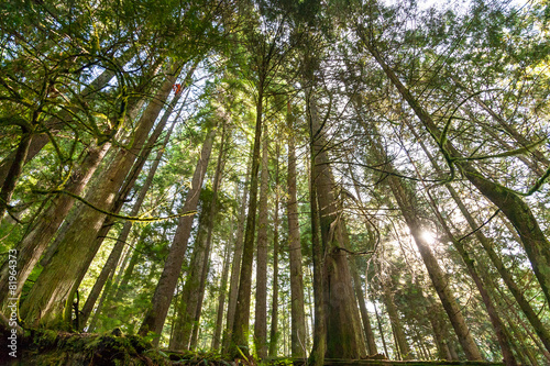 nature green wood sunlight backgrounds.