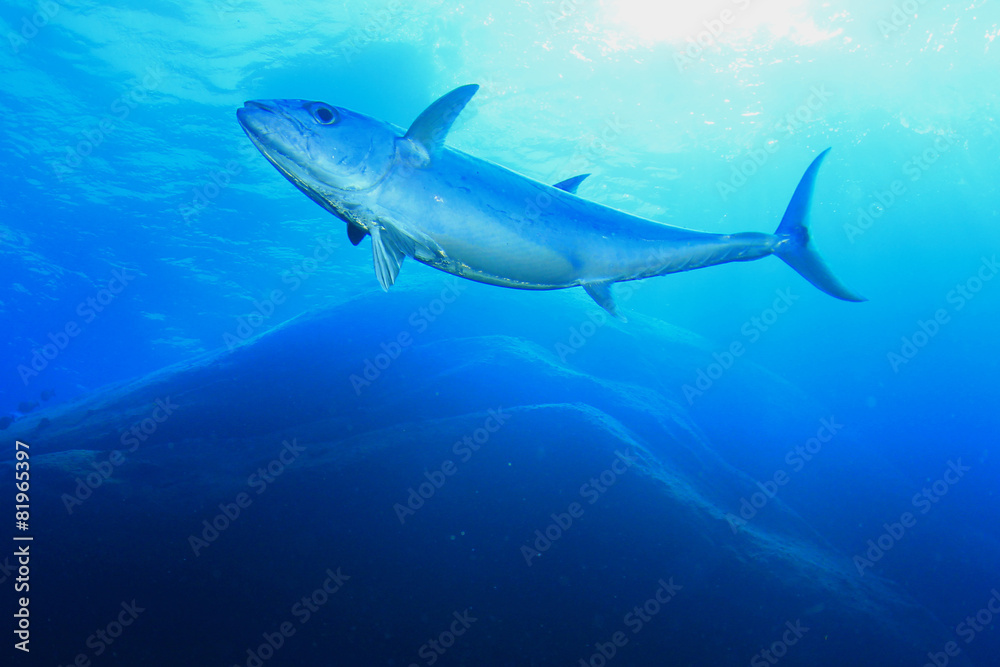 Tuna fish in Ocean