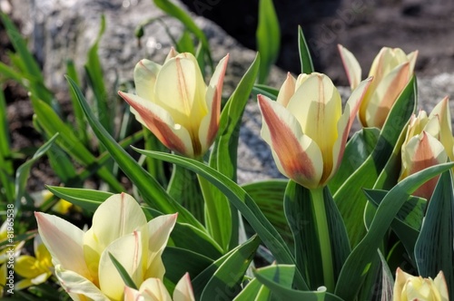 Fototapeta Naklejka Na Ścianę i Meble -  Wildtulpe Hearts Delight  - wild tulip Hearts Delight 01